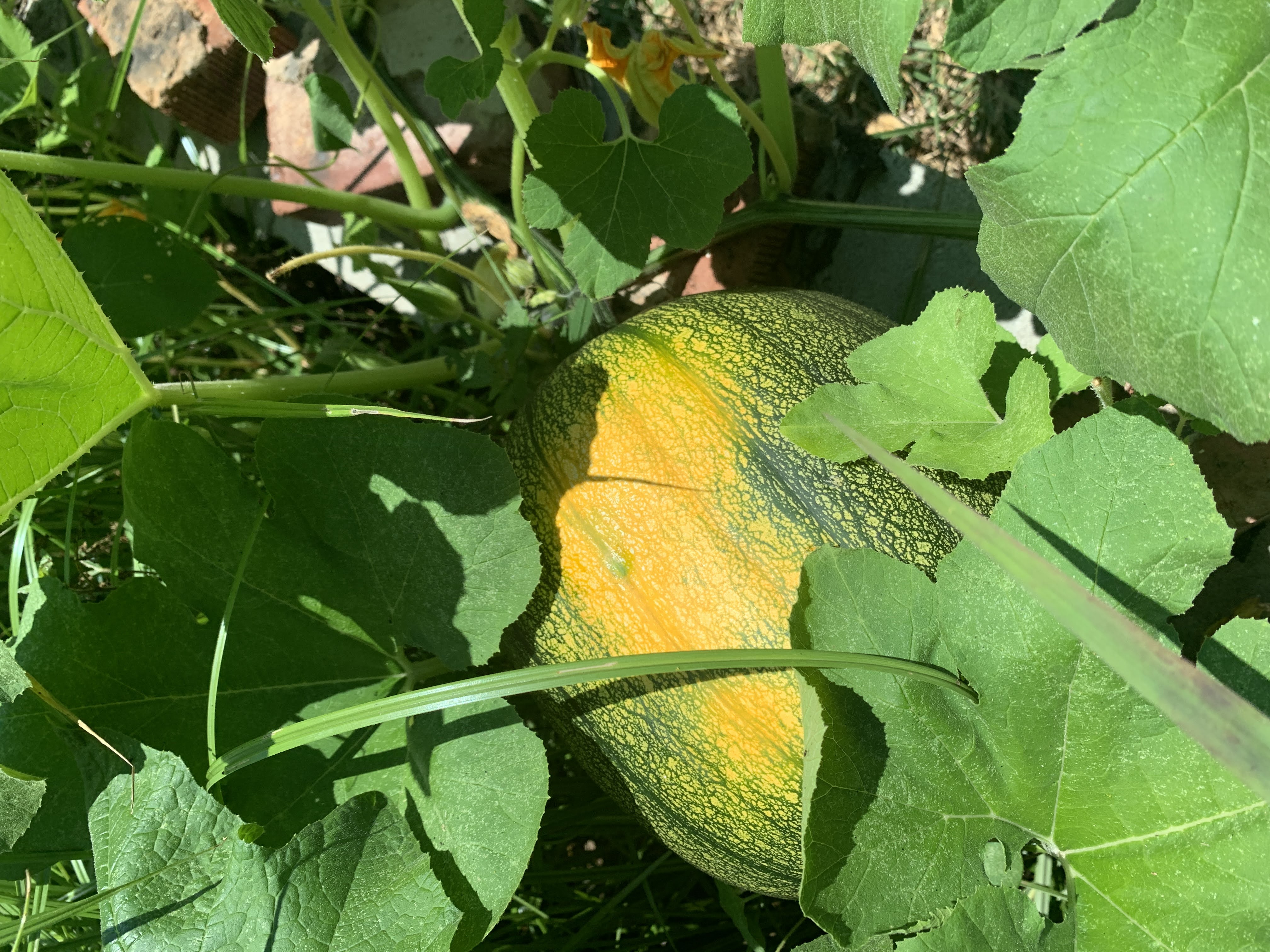 Harvest 2022